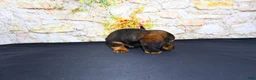 Miniature Dachshund dogs for sale: Lizz - Ad 19
