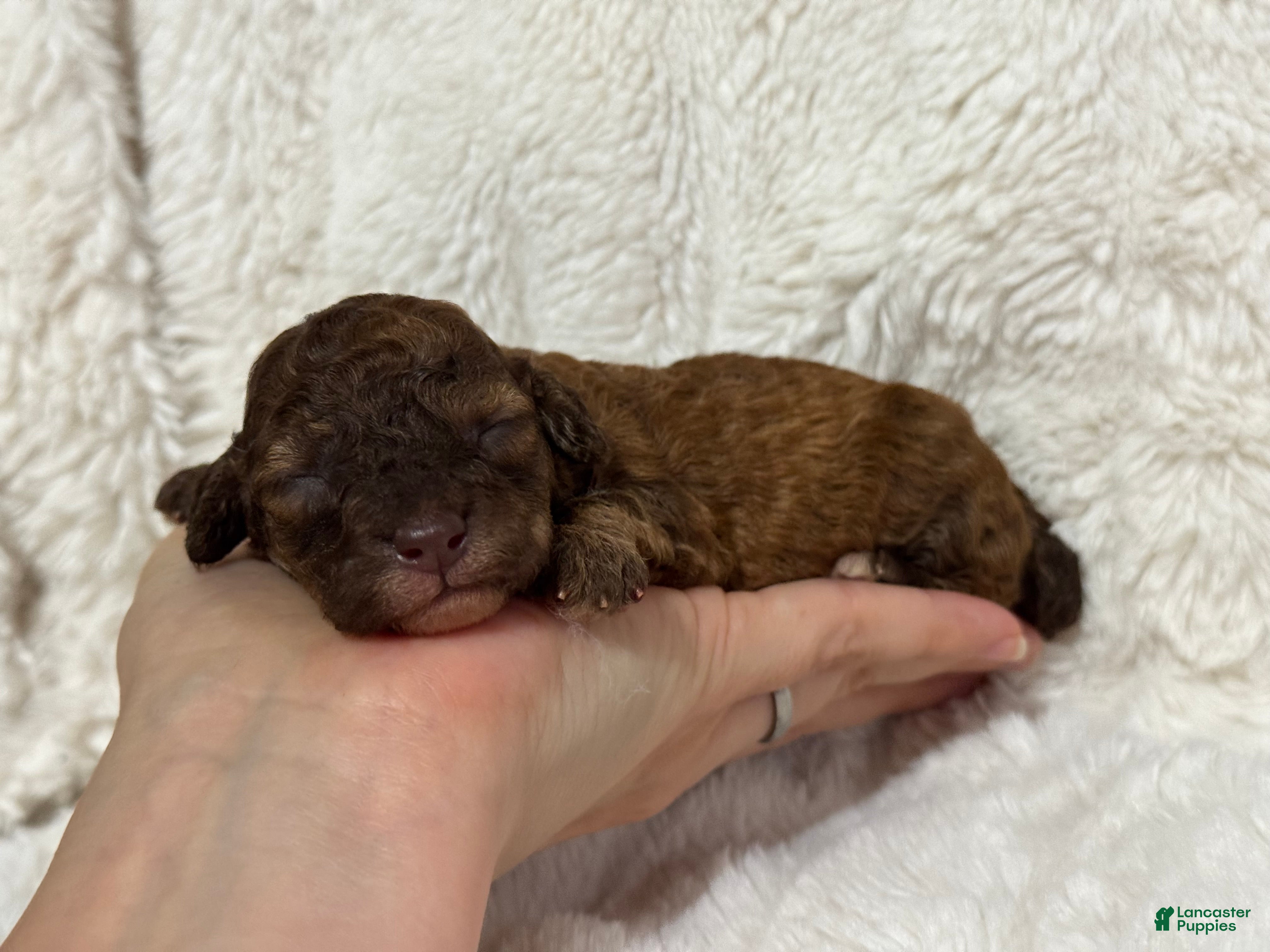 Toy Poodle dogs Benji - Ad 13