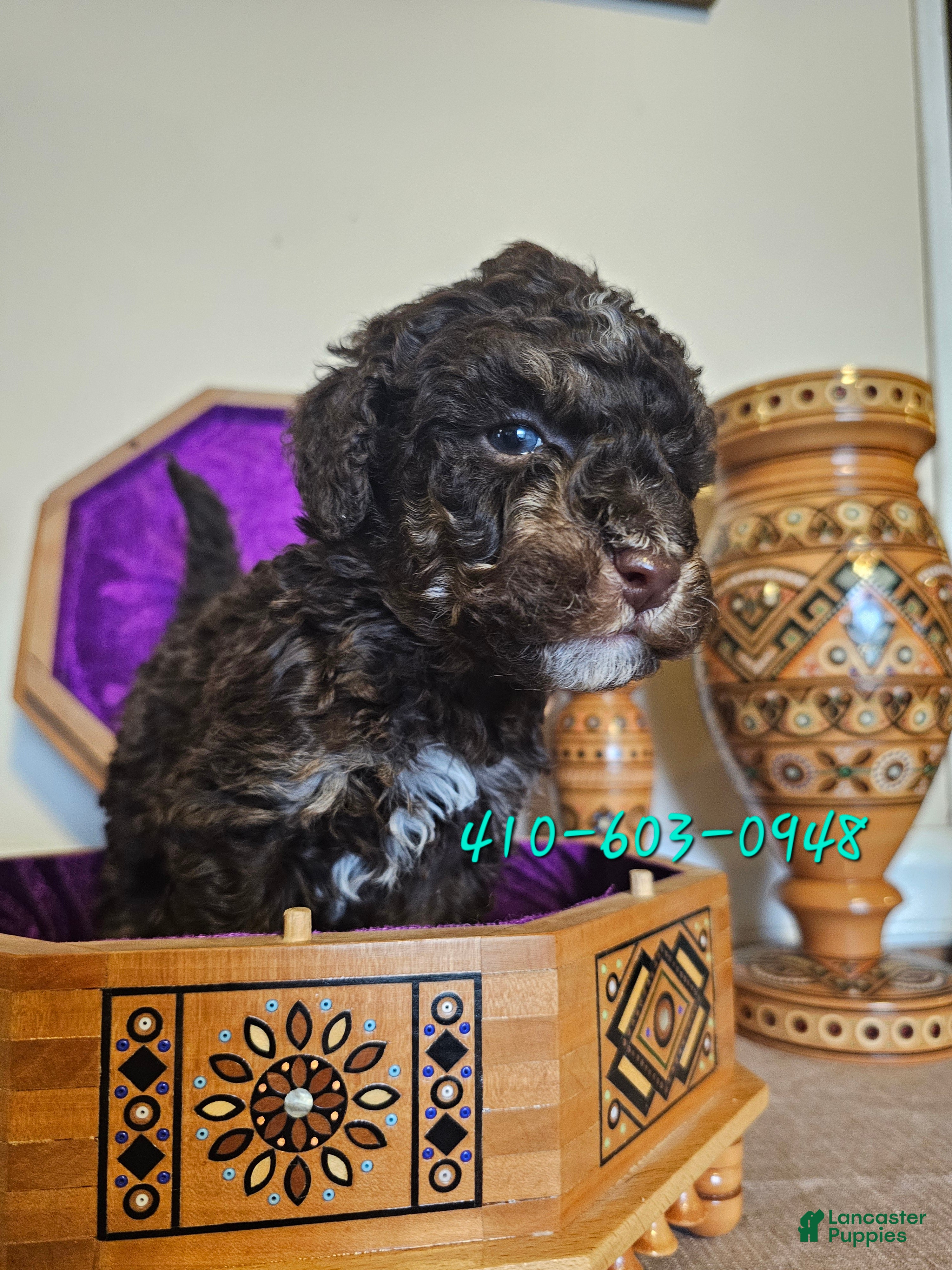 Mini Goldendoodle dogs Ash - Ad 5