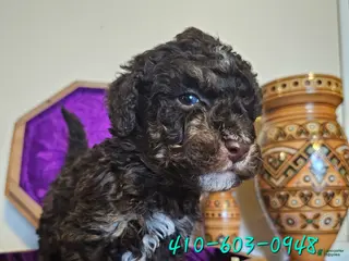 Mini Goldendoodle dogs Ash - Ad 10