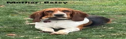 Basset Hound dogs for sale: Winston - Ad 10