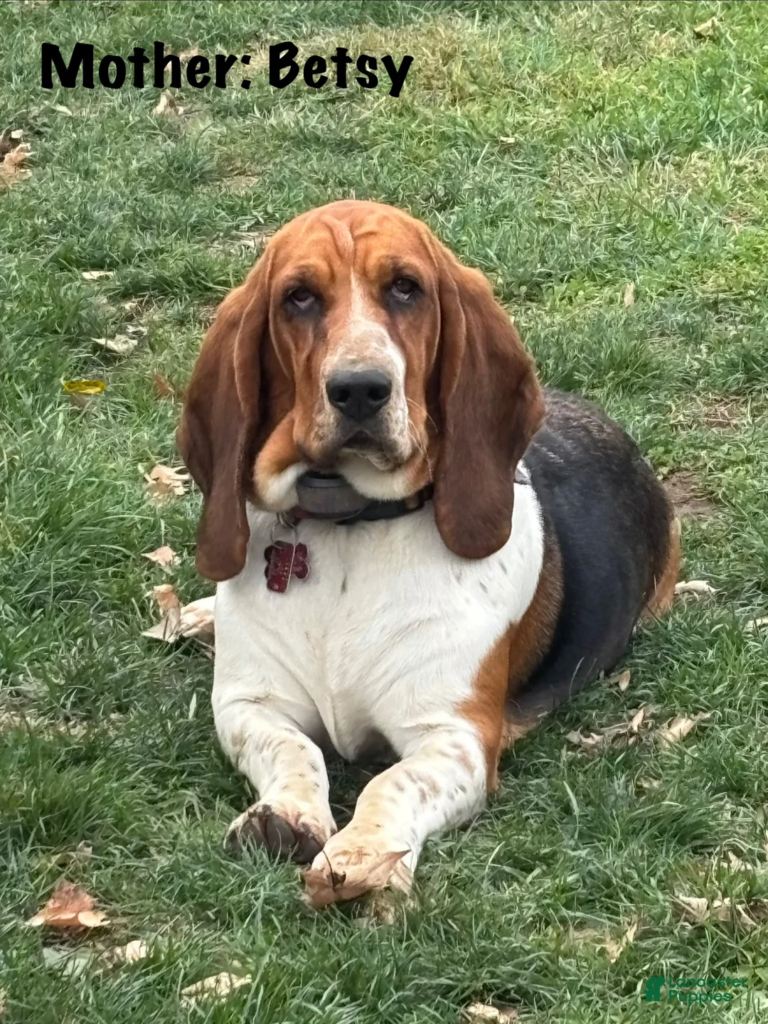 Basset Hound dogs for sale: Winston - Ad 10