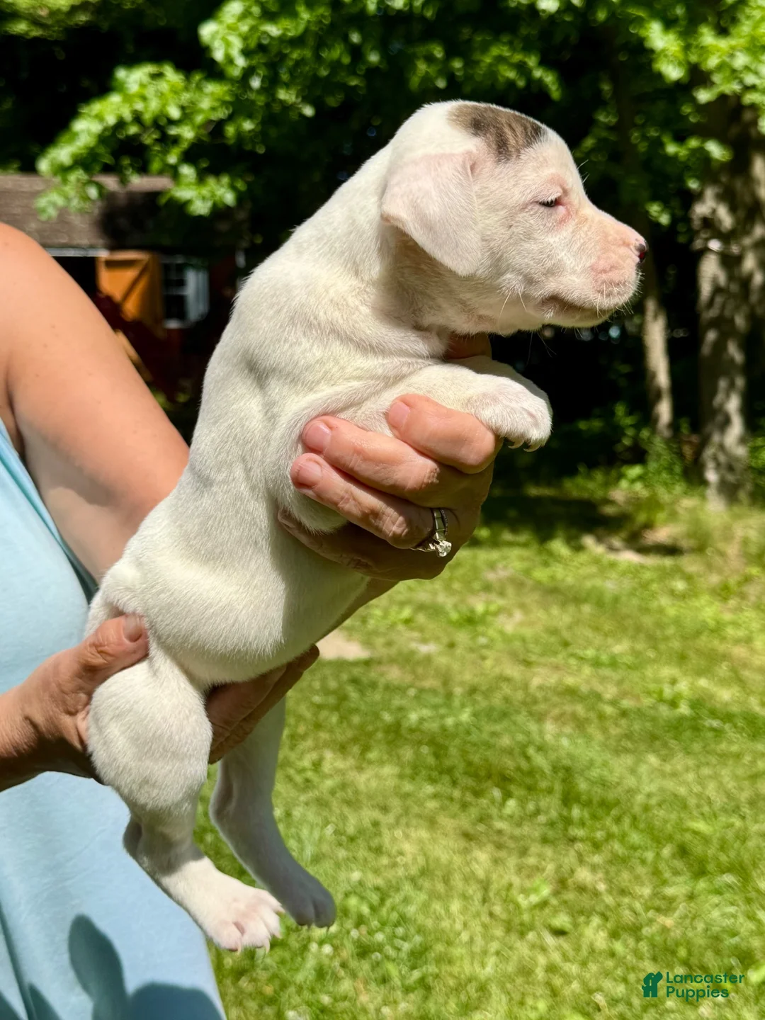 American Bulldog dogs for sale: Female 2 - Ad 2