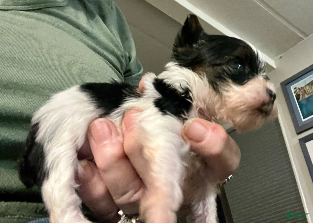 Yorkshire Terrier dogs for sale: Micro teacup Arlo - Ad 1