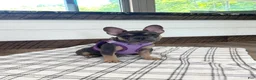 French Bulldog dogs for sale: Coral - Ad 5