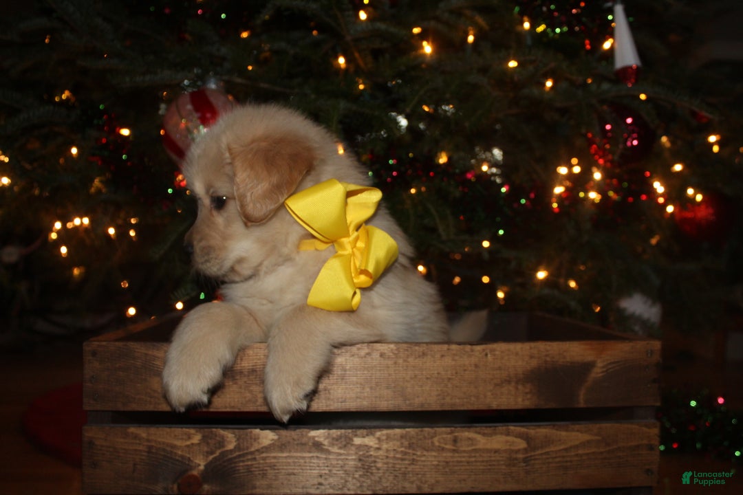 Golden Retriever dogs for sale: Golden Retriever Puppy yellow - Ad 2