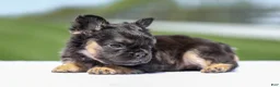 French Bulldog dogs for sale: Jade - Ad 13