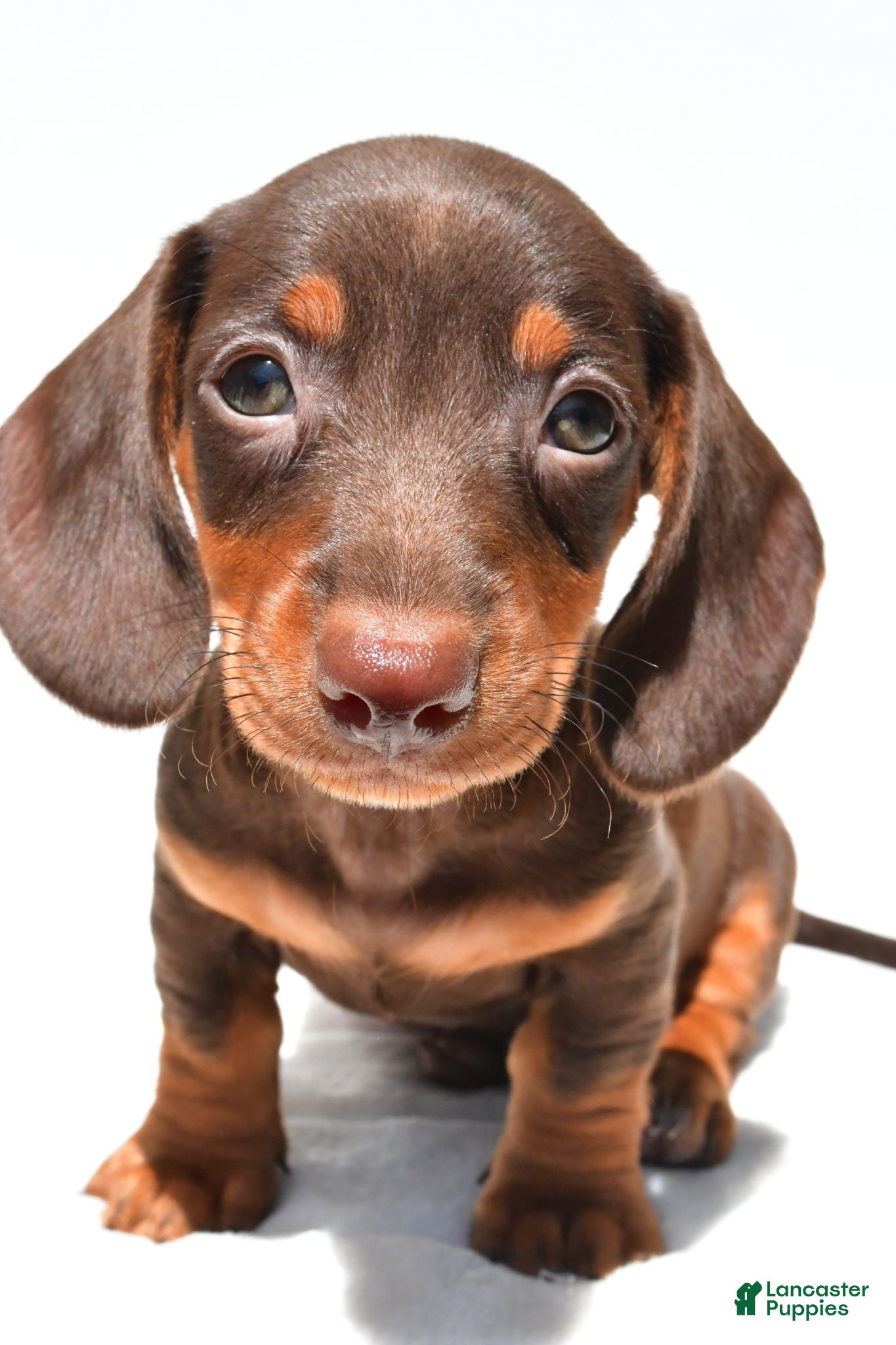 Dachshund dogs Teddy - Ad 1
