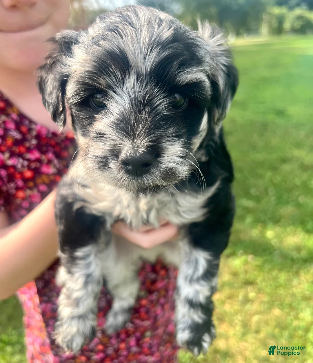 Gallery Image {{count}}