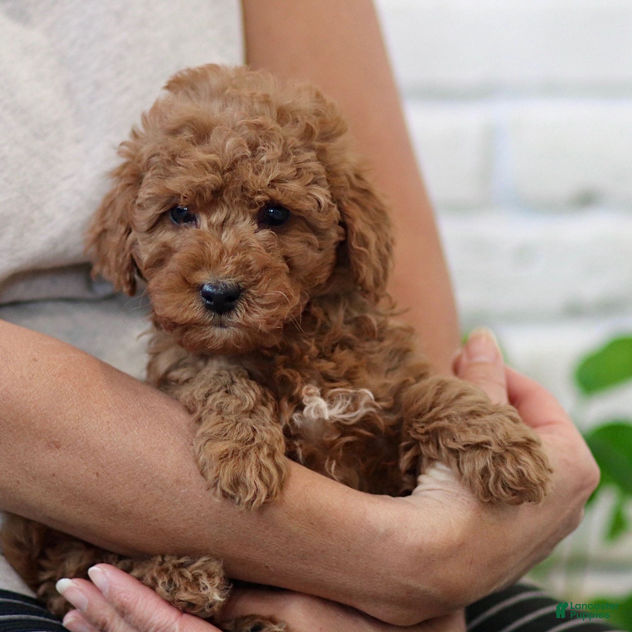 Mini Goldendoodle dogs Roxy  - Ad 2