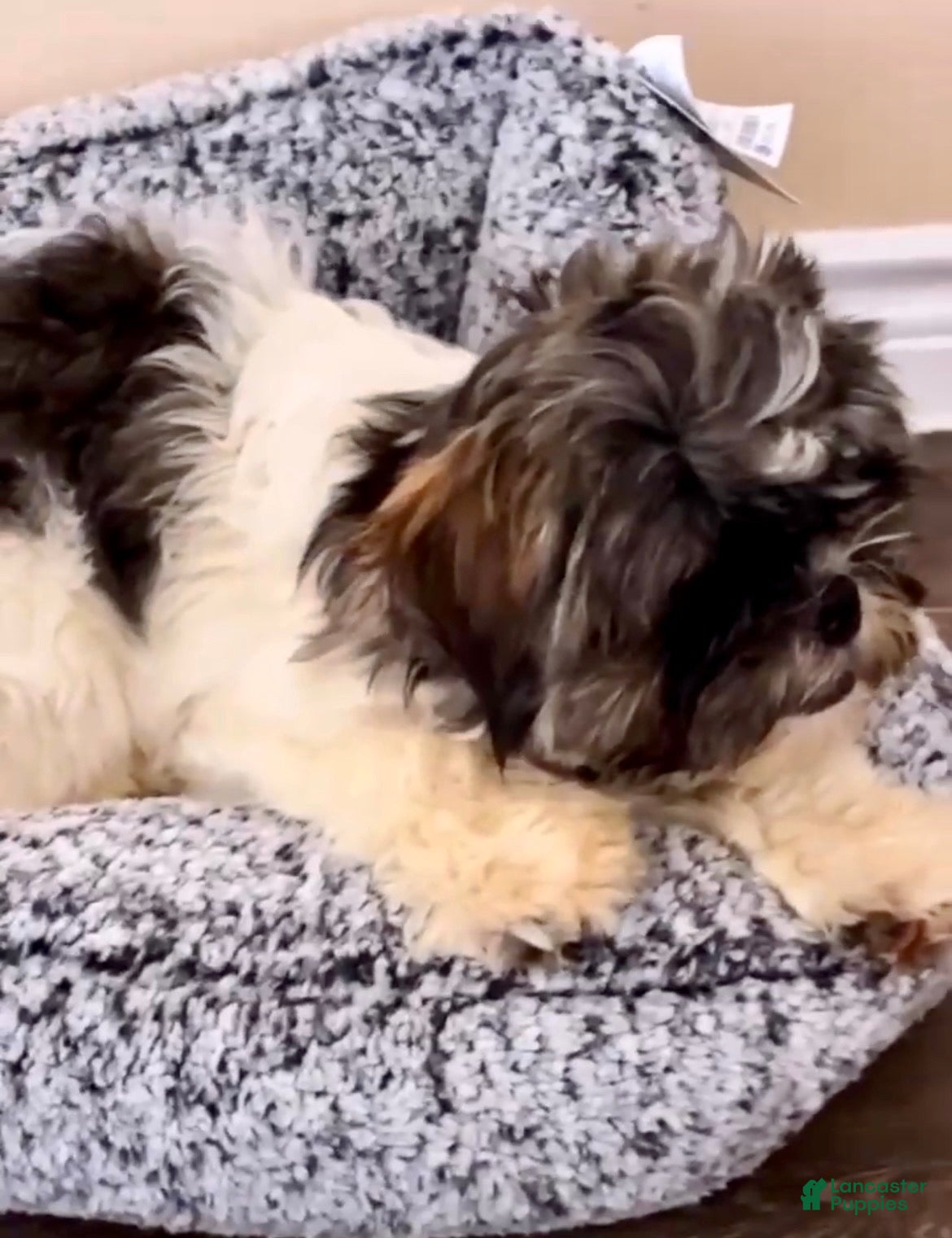 Shih Tzu dogs Shih Tzu 1 - Ad 14