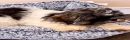 Shih Tzu dogs for sale: Shih Tzu 1 - Ad 1