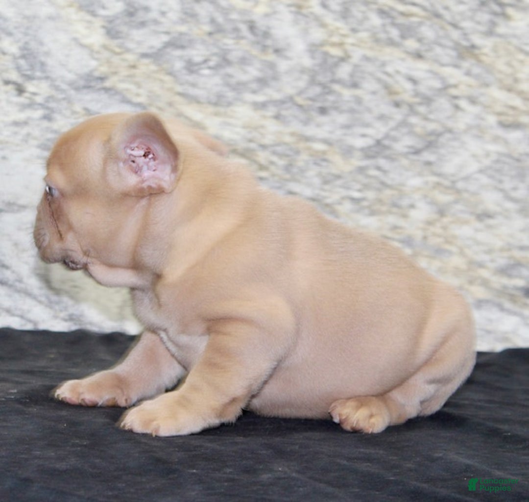 French Bulldog dogs for sale: Dustin - Ad 6