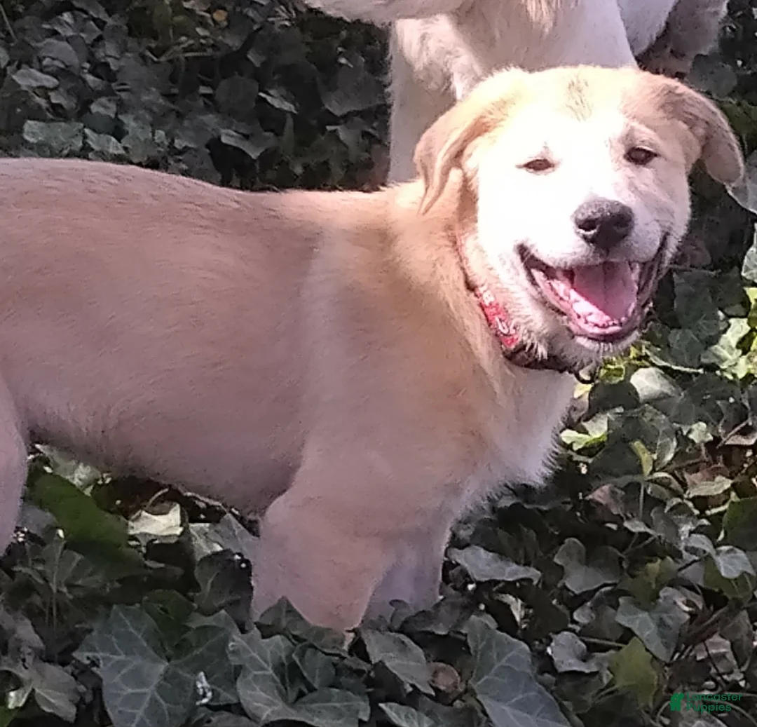 Mixed Breed dogs for sale: Great Pyrenees German Shepherd (Bear Bear) - Ad 2