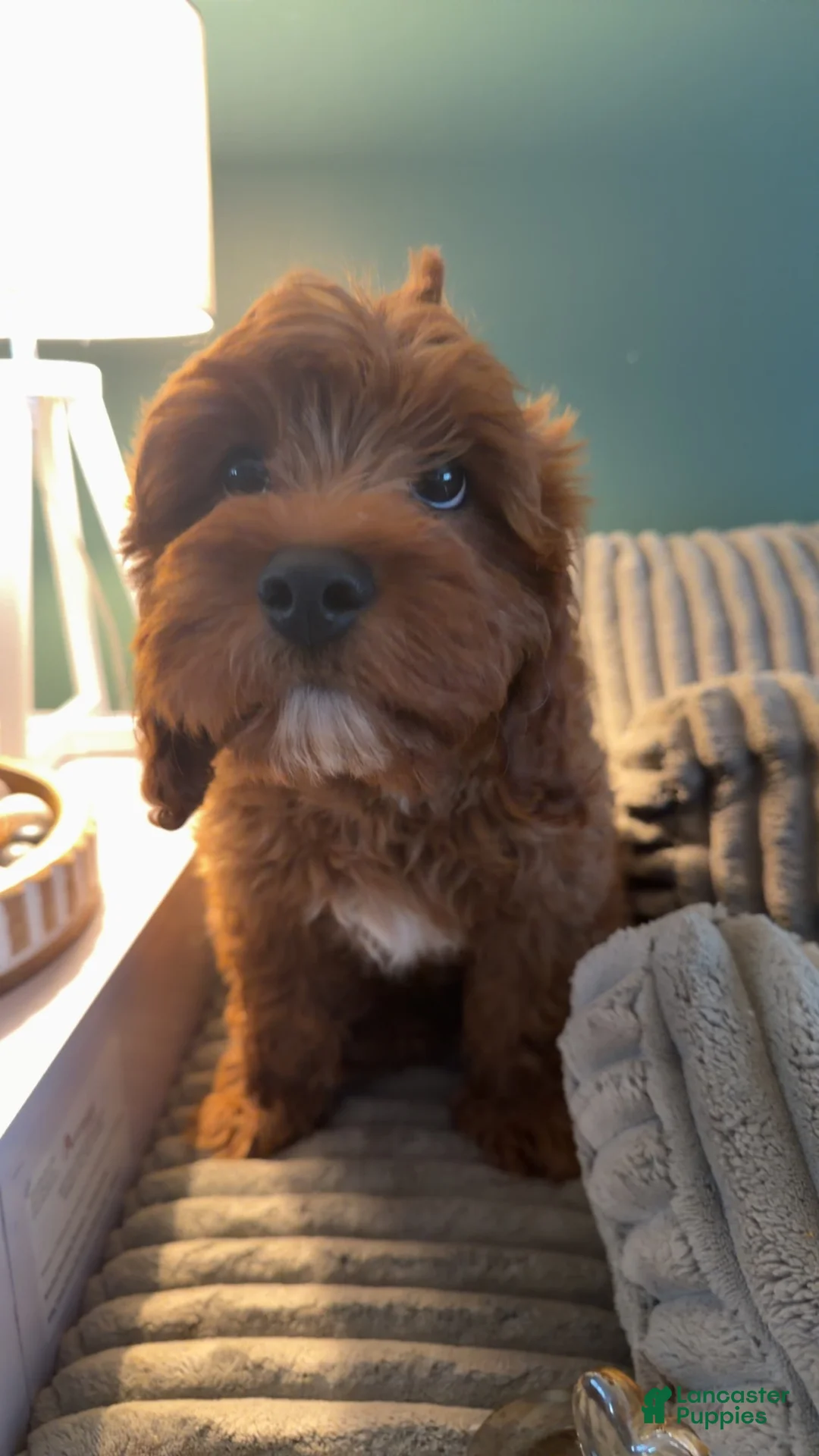Cavapoo dogs for sale: Cavapoo 1 - Ad 5