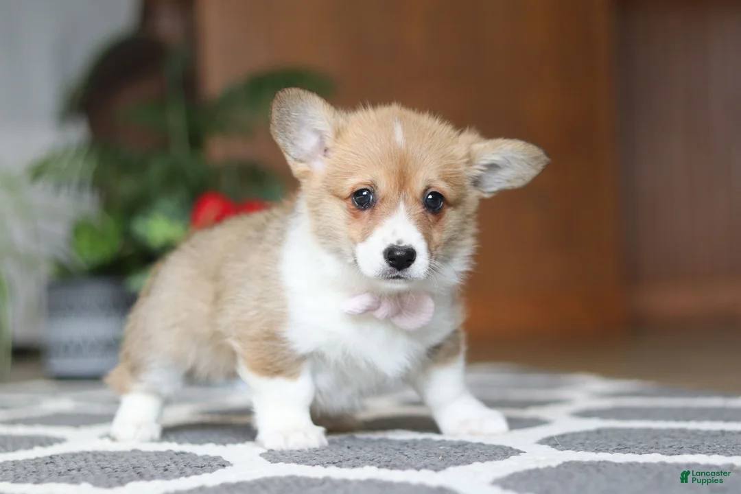 Welsh Corgi Pembroke dogs for sale: Sweetie - Ad 5