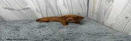 Miniature Dachshund dogs for sale: Clover - Ad 4