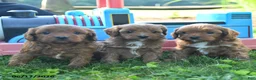 Cavapoo dogs for sale: Thomas - Ad 3