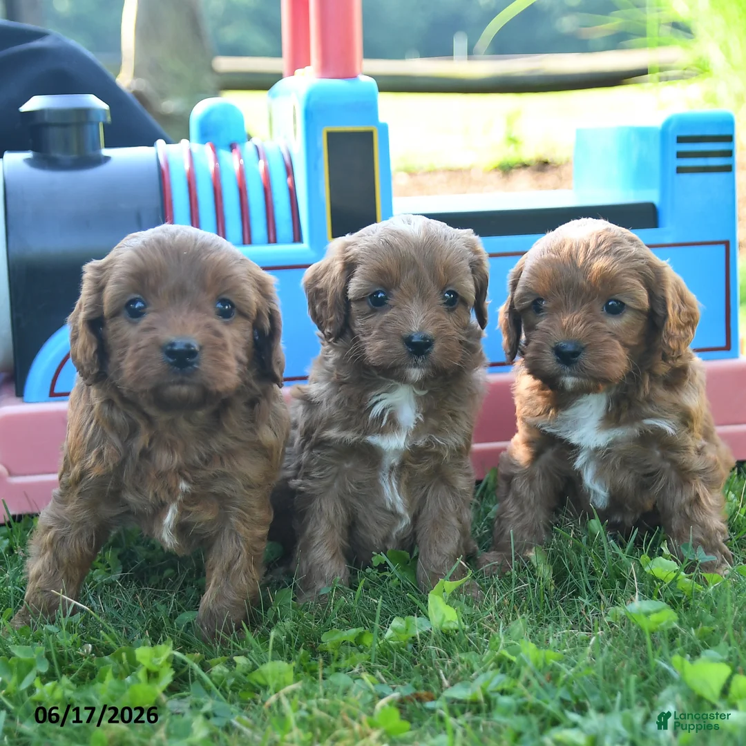 Cavapoo dogs for sale: Thomas - Ad 3