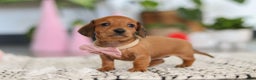 Dachshund dogs for sale: Willow - Ad 5