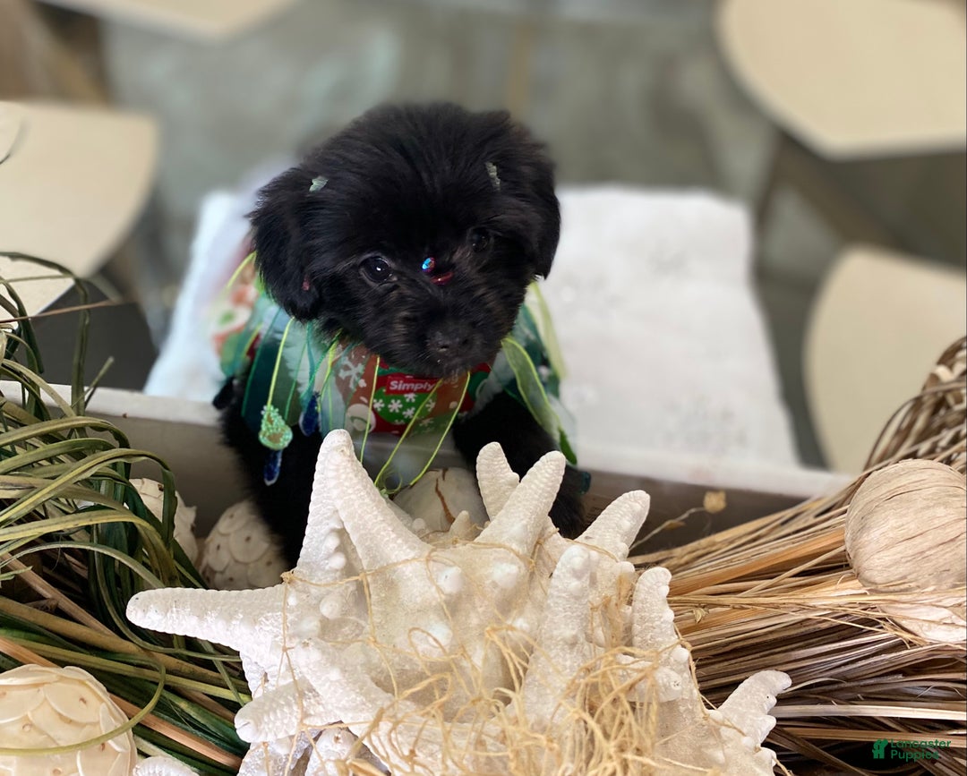 Shorkie dogs for sale: Shorkie Puppy 2 - Ad 2