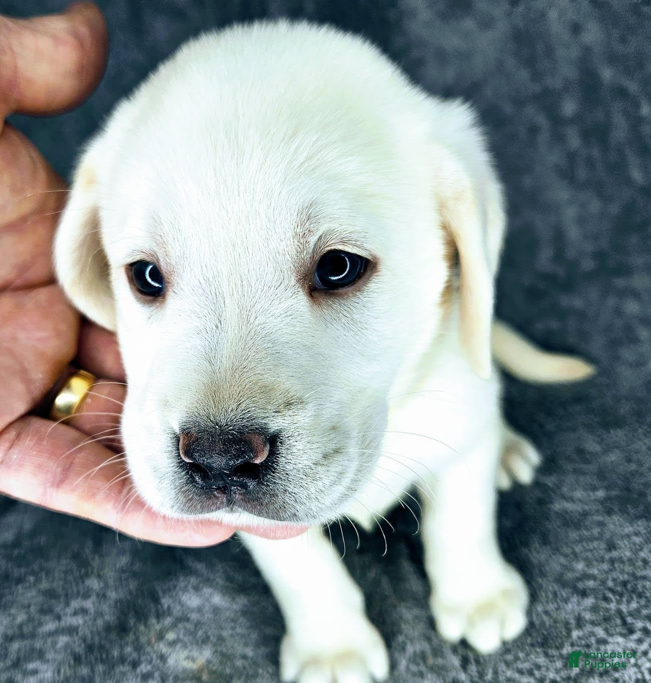 Labrador Retriever dogs Bailey - Ad 1