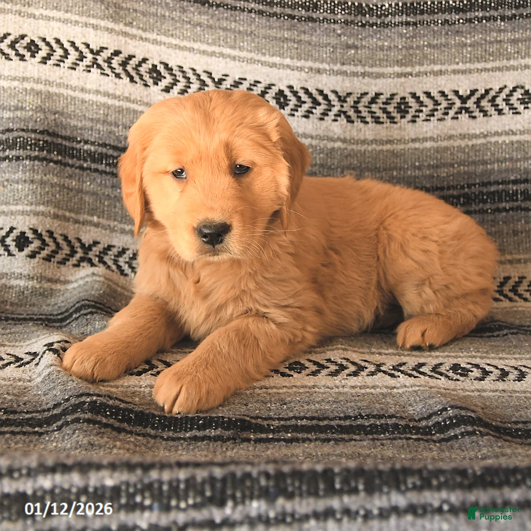 Golden Retriever dogs for sale: Fiona - Ad 2