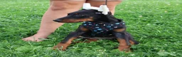Doberman Pinscher dogs for sale: Doberman Pinscher 4 - Ad 21