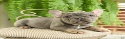 French Bulldog dogs for sale: Taffy - Ad 4
