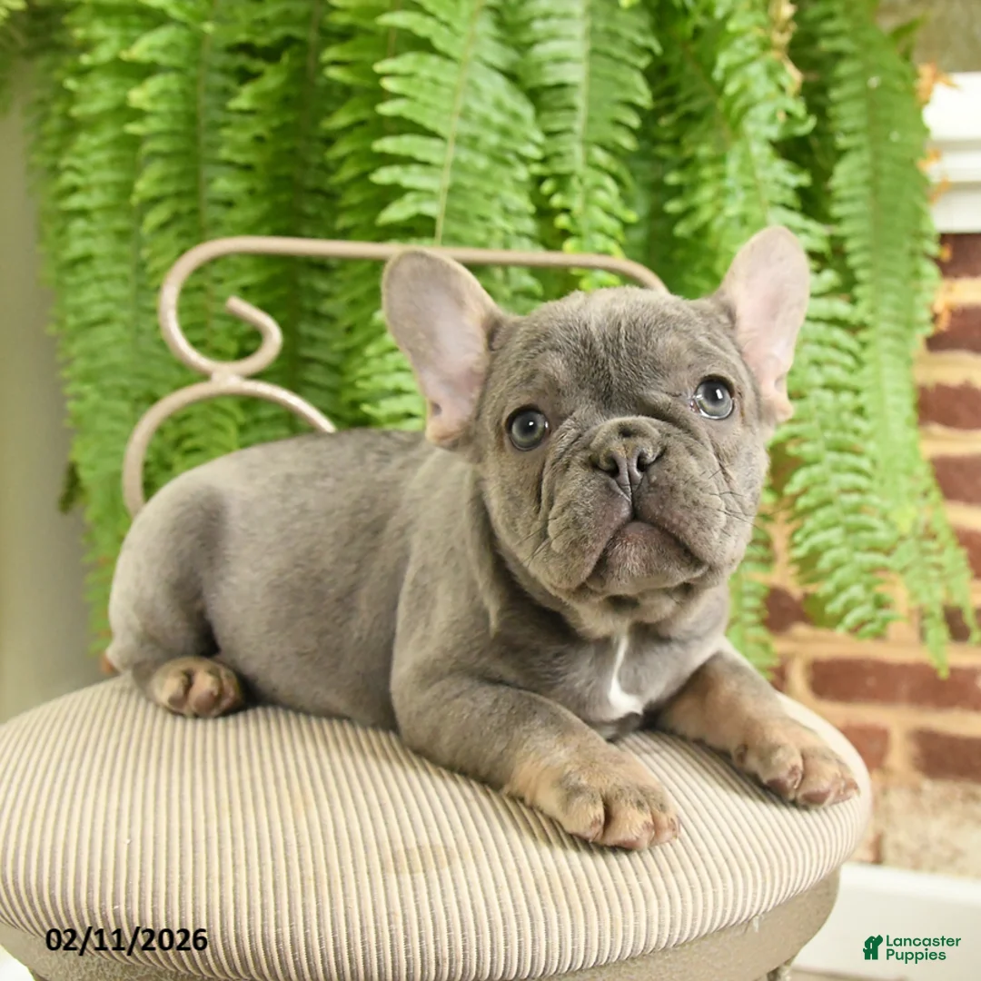 French Bulldog dogs for sale: Taffy - Ad 4