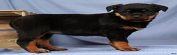 Rottweiler dogs for sale: Lilly - Ad 6