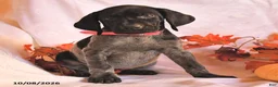 German Shorthaired Pointer dogs for sale: Cassidy - Ad 2