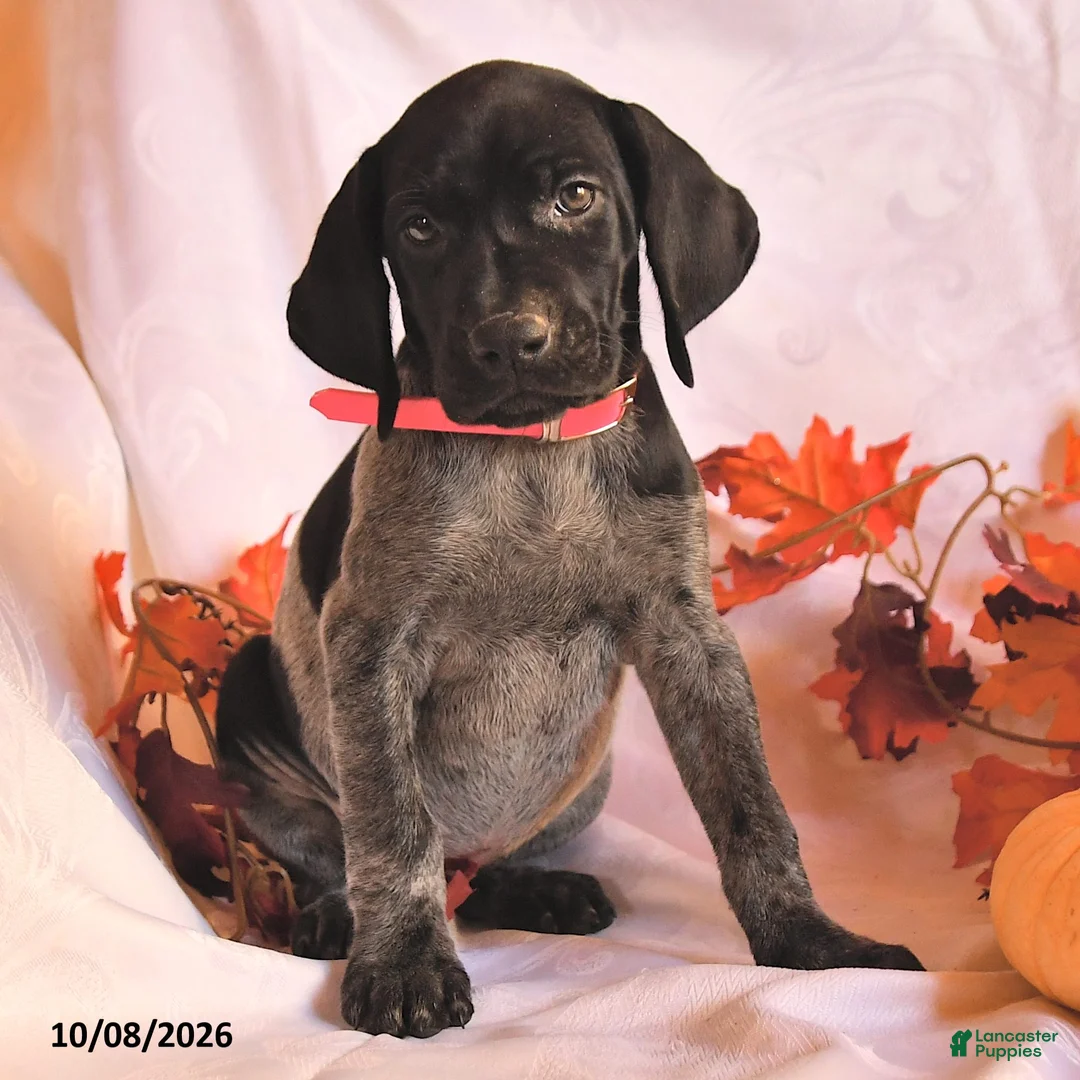 German Shorthaired Pointer dogs for sale: Cassidy - Ad 2