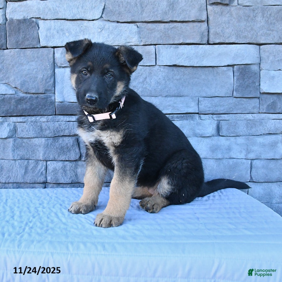 German Shepherd dogs Holly - Ad 14