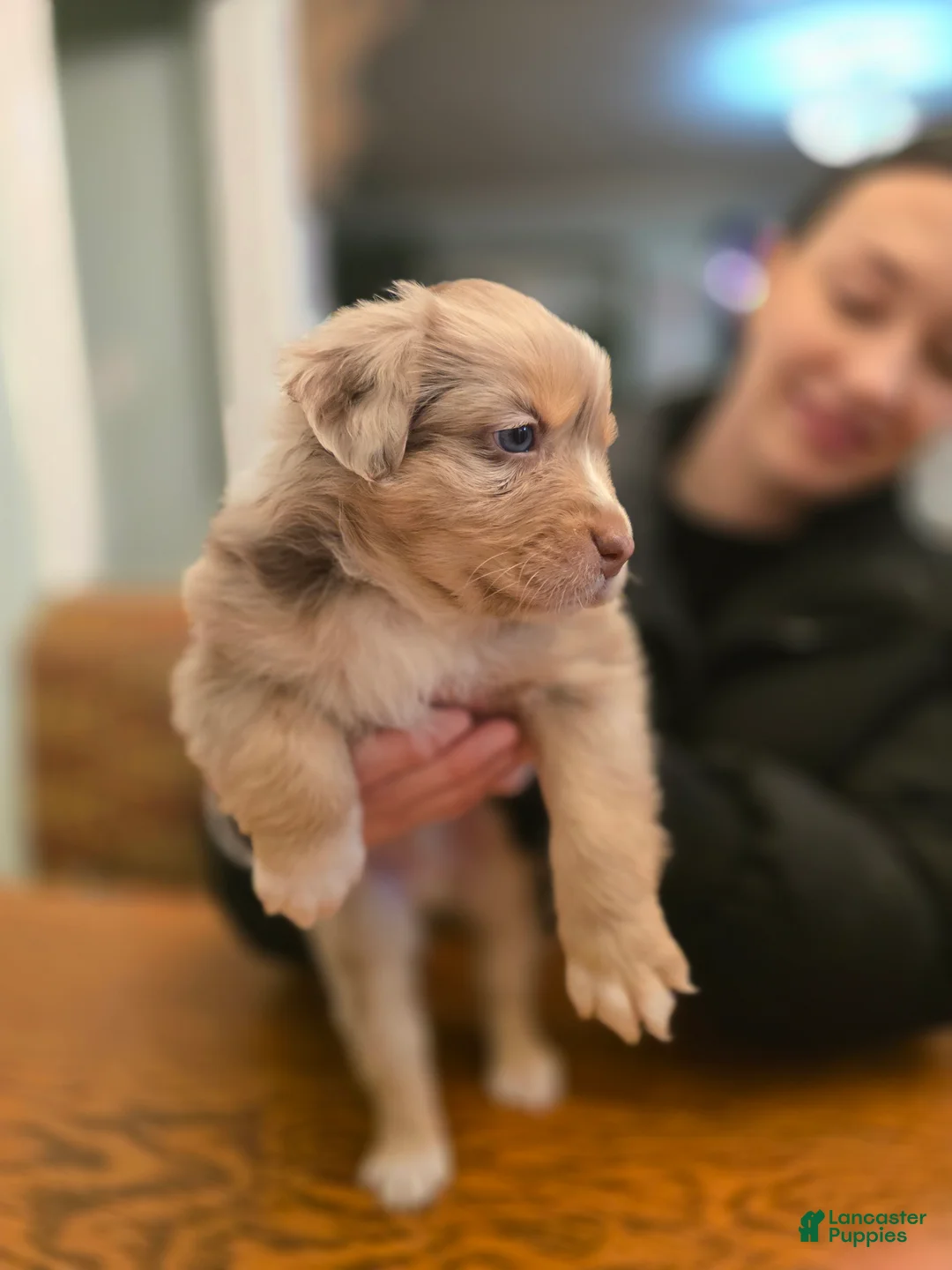 Australian Shepherd dogs for sale: Australian Shepherd Puppy 1 - Ad 2