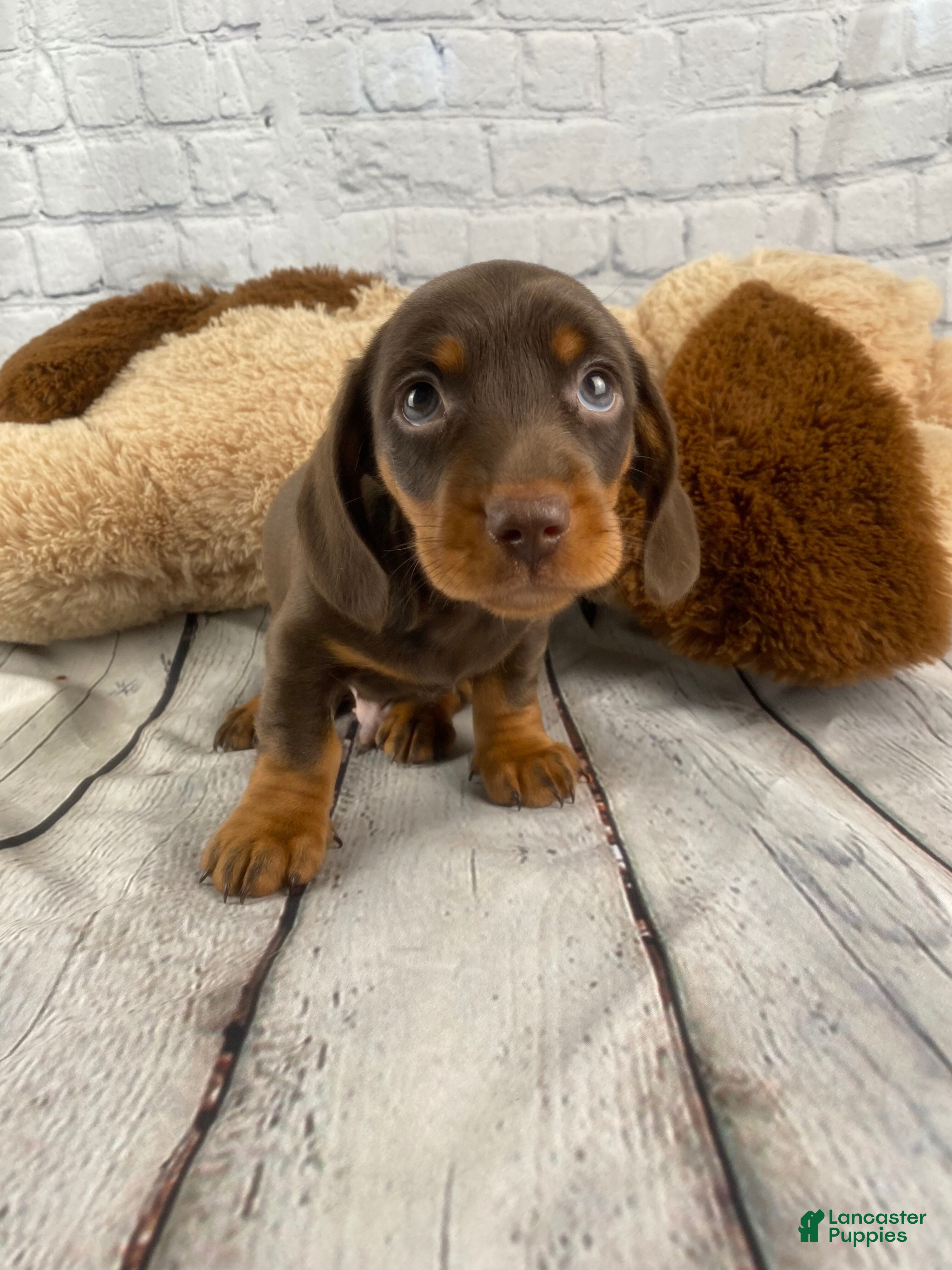 Miniature Dachshund dogs Buddy - Ad 2