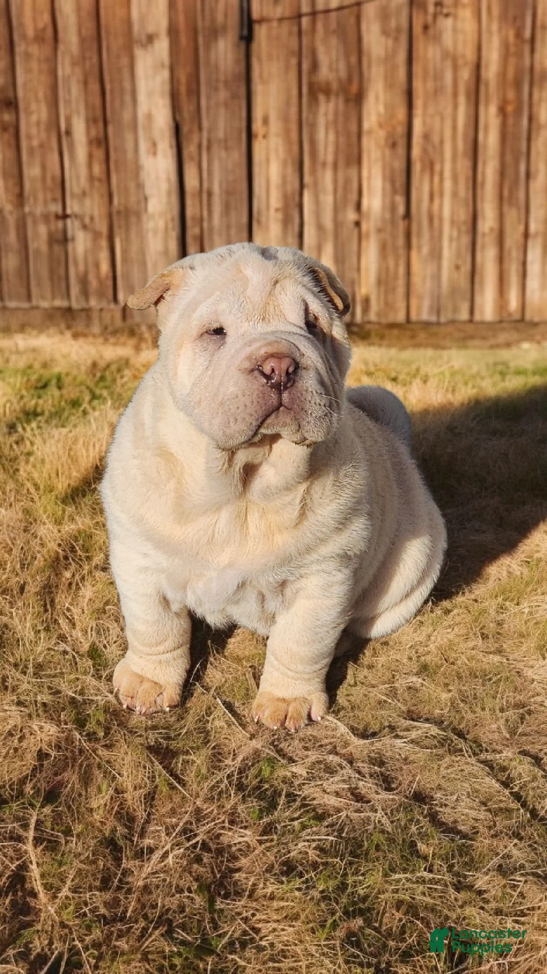 Shar Pei dogs for sale: Flurries mini  - Ad 21