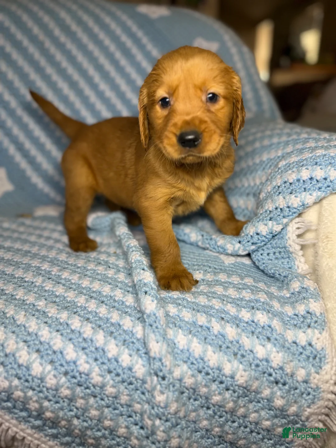 Golden Retriever dogs for sale: Golden Retriever Puppy 2 - Ad 2