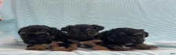 Yorkiepoo dogs for sale: Spencer - Ad 3