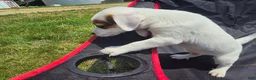Jack Russell Terrier dogs for sale: Frankie - Ad 6