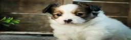 Papillon dogs for sale: Lottie - Ad 7