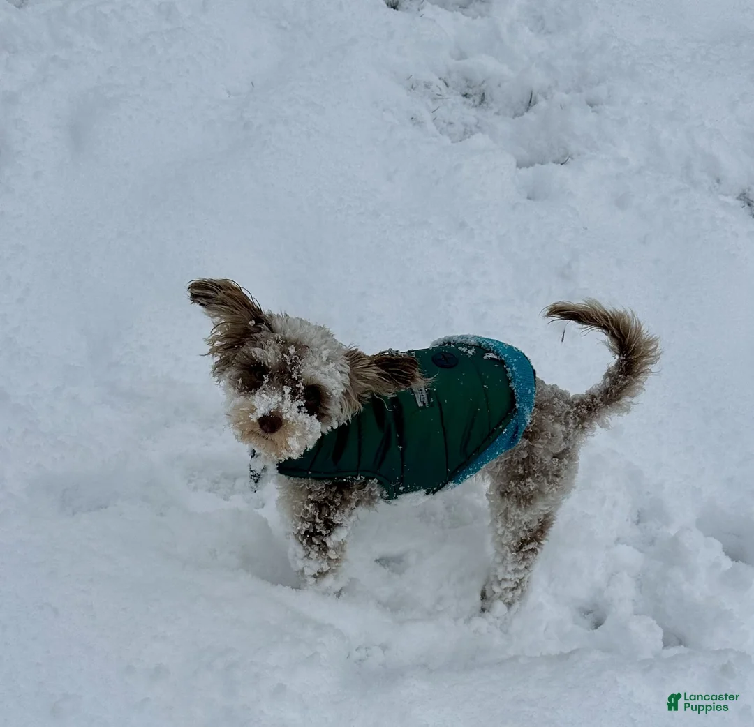 Toy Poodle dogs for sale: Hazel  - Ad 1