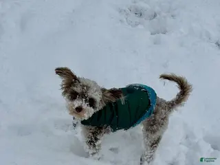 Toy Poodle dogs Hazel - Ad 26