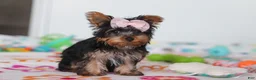 Yorkshire Terrier dogs for sale: Daisy - Ad 3