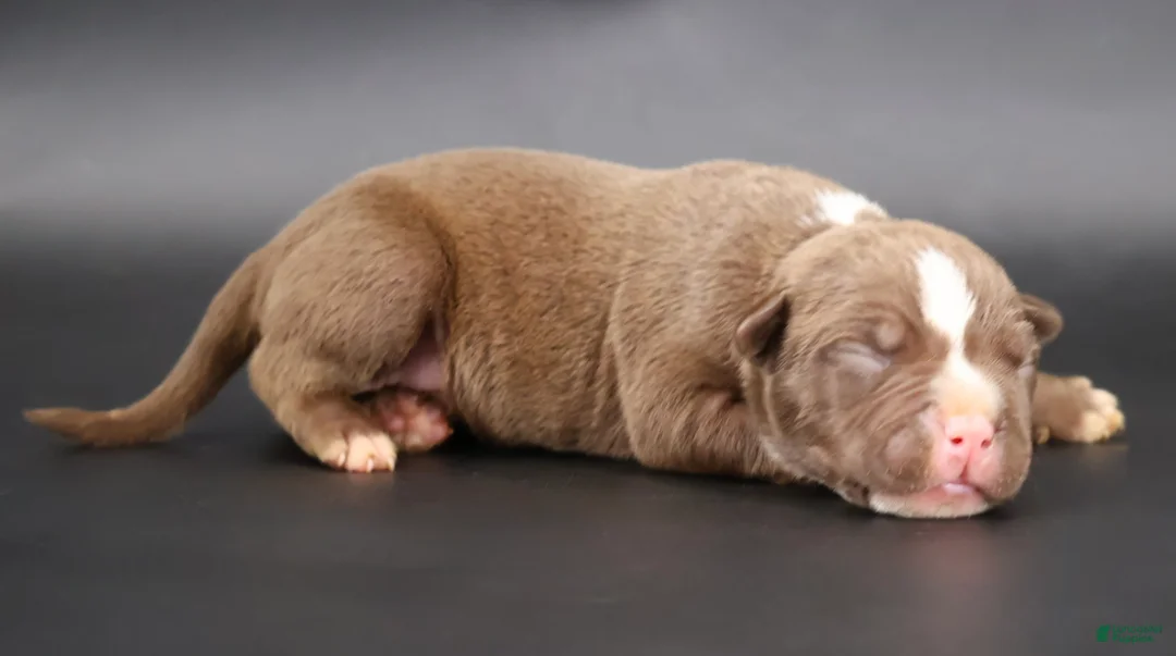 American Bully dogs for sale: Set - XL - ABKC - Ad 1
