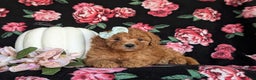 Miniature Labradoodle dogs for sale: Stacey Hypoallergenic - Ad 6