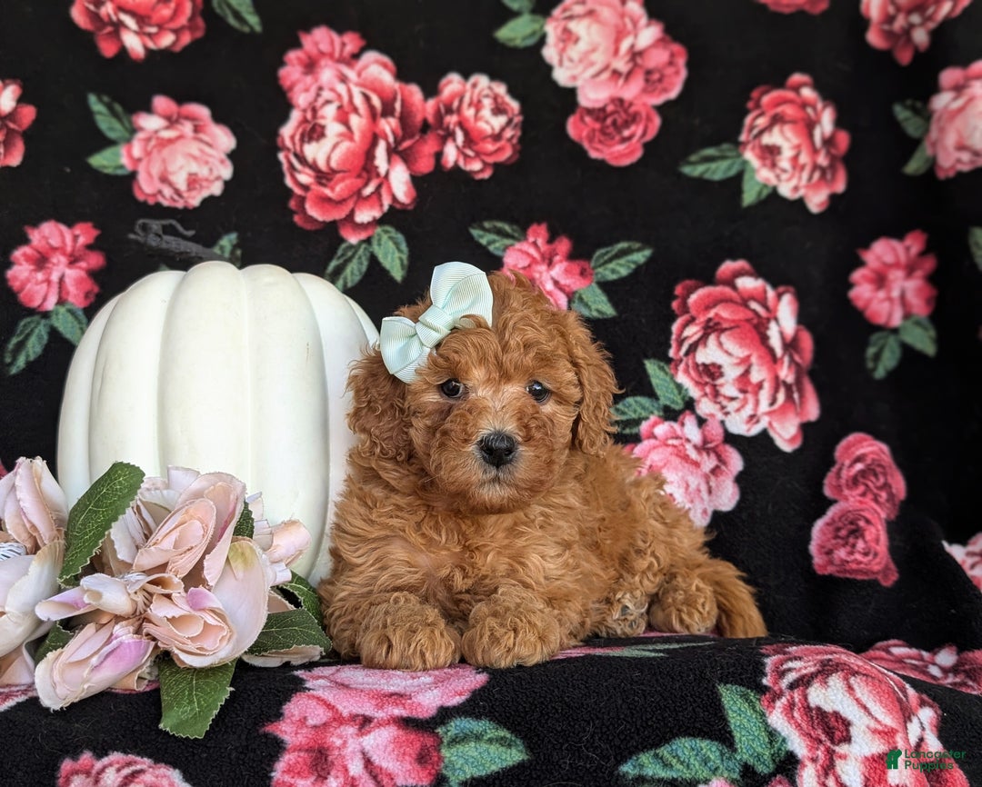 Miniature Labradoodle dogs for sale: Stacey Hypoallergenic - Ad 6