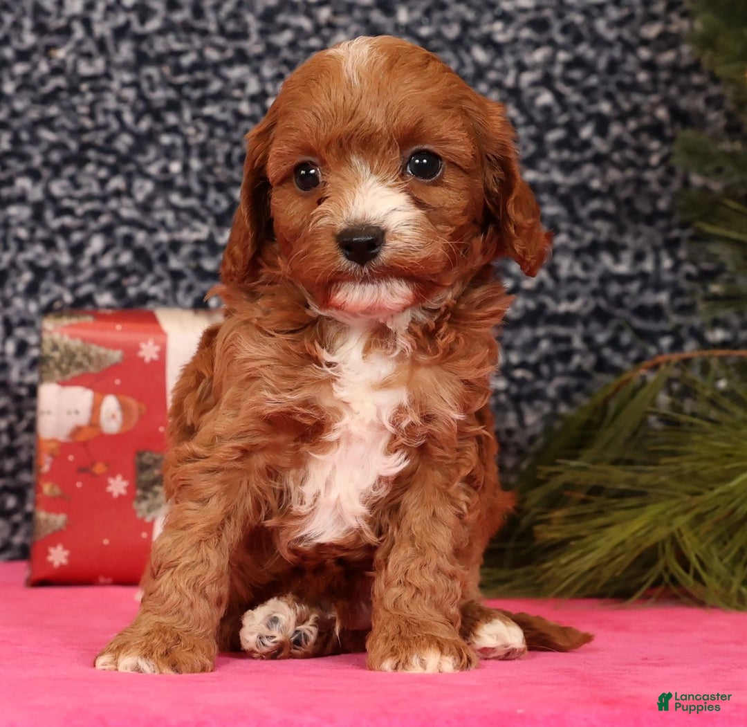 Cavapoo dogs for sale: Lucas - Ad 8
