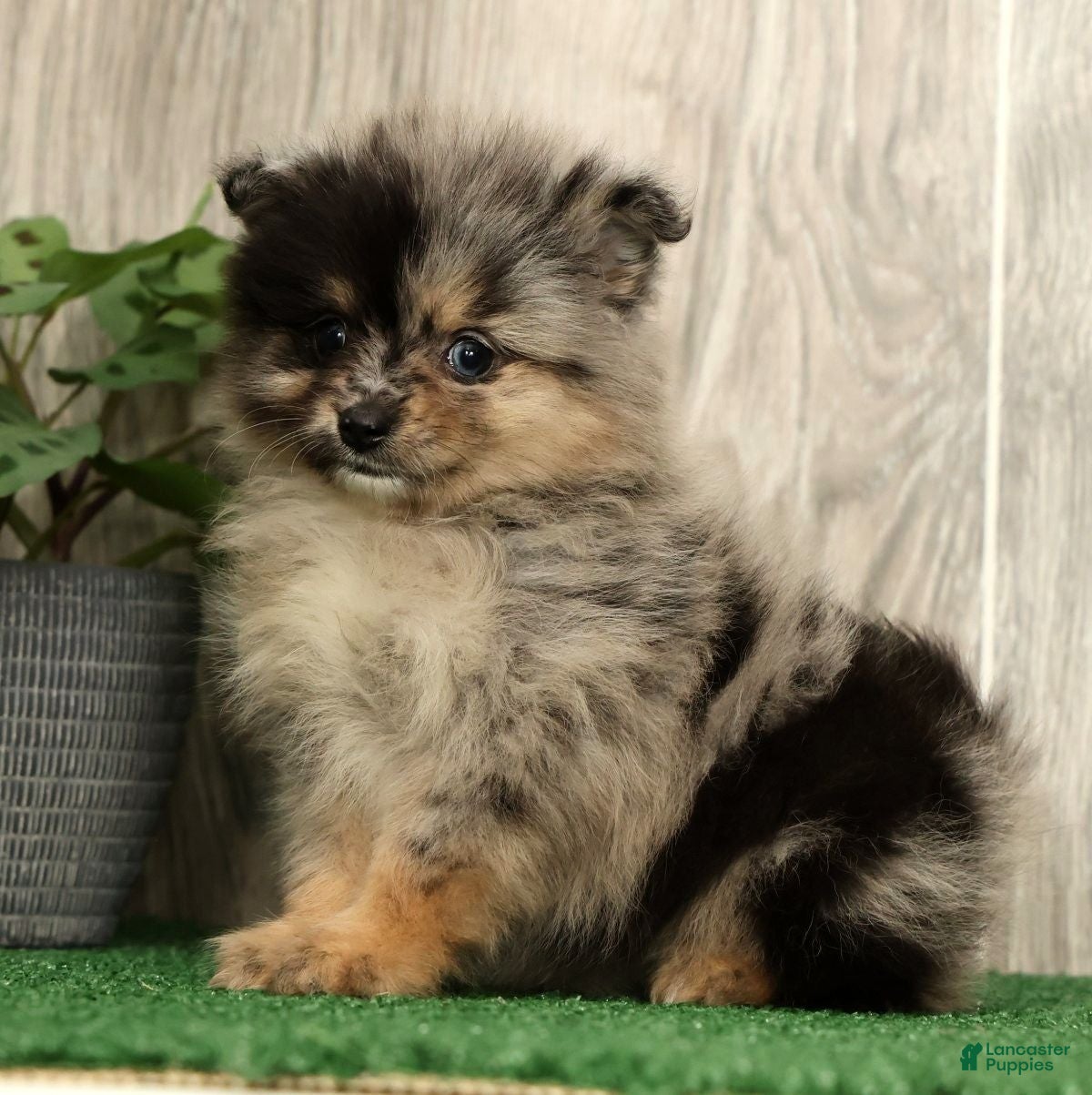 Pomeranian dogs for sale: Lilly - Ad 2