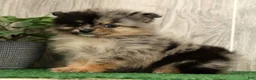Pomeranian dogs for sale: Lilly - Ad 2